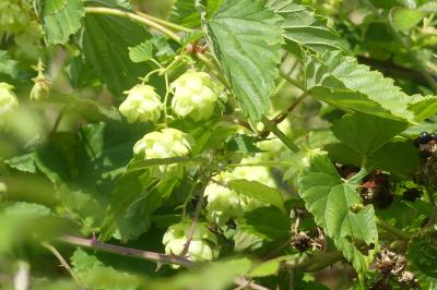 <i>Humulus lupulus</i>
