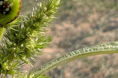 <i>Amaranthus</i>