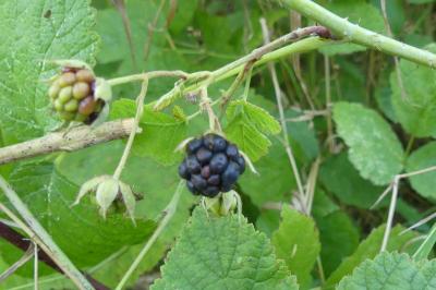 <i>Rubus caesius</i>