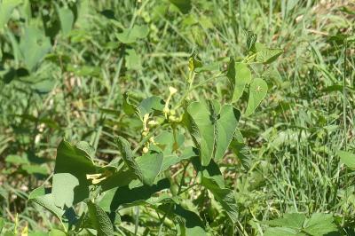 <i>Aristolochia clematitis</i>