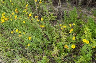<i>Pulicaria dysenterica</i>