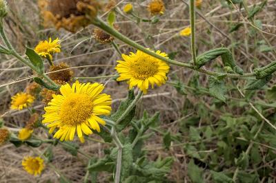 <i>Pulicaria dysenterica</i>