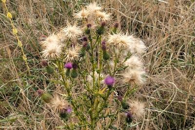 <i>Cirsium vulgare</i>