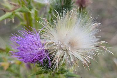 <i>Cirsium vulgare</i>