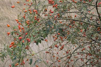 <i>Rosa canina</i>