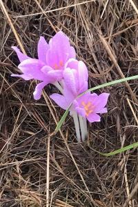 <i>Colchicum autumnale</i>