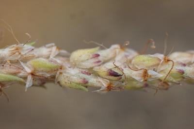 <i>Plantago subulata</i>