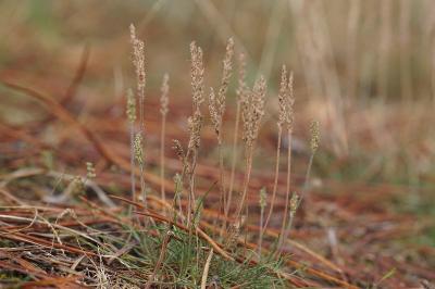 <i>Plantago subulata</i>
