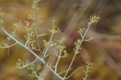 <i>Thesium humifusum subsp. divaricatum</i>