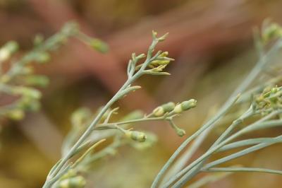 <i>Thesium humifusum subsp. divaricatum</i>
