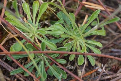 <i>Silene otites</i>