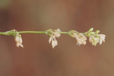 <i>Silene otites</i>
