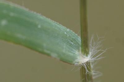 <i>Eragrostis minor</i>