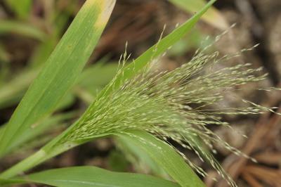 <i>Panicum capillare</i>