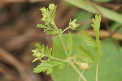 <i>Potentilla supina</i>