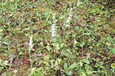 <i>Spiranthes spiralis</i>