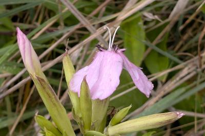 <i>Saponaria officinalis</i>