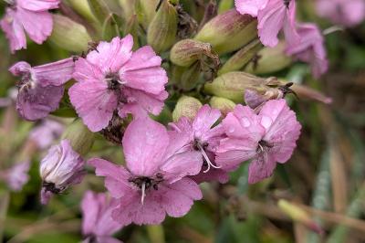 <i>Saponaria officinalis</i>
