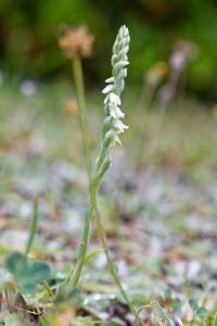 <i>Spiranthes spiralis</i>