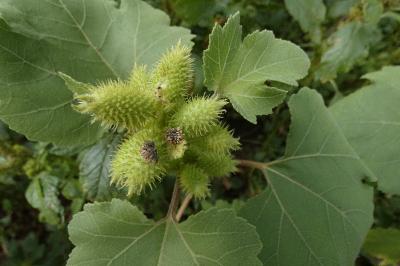 <i>Xanthium strumarium</i>