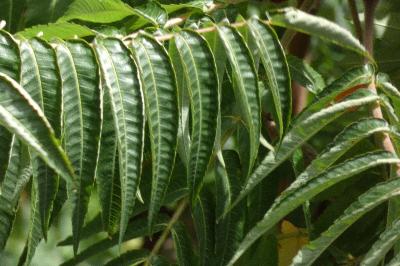 <i>Rhus typhina</i>