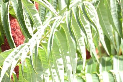 <i>Rhus typhina</i>