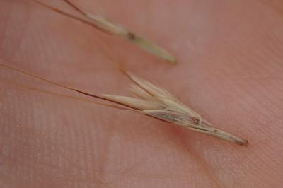 <i>Bothriochloa ischaemum</i>