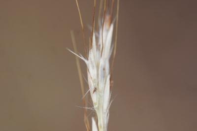 <i>Bothriochloa ischaemum</i>