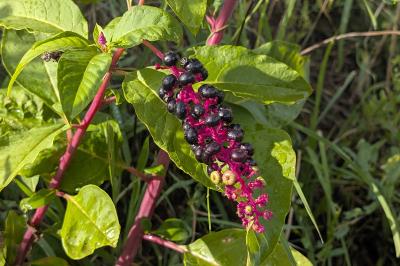<i>Phytolacca americana</i>