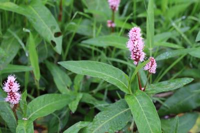 <i>Persicaria amphibia</i>