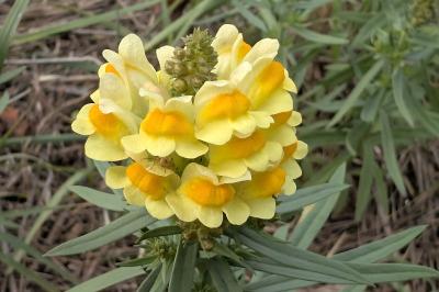 <i>Linaria vulgaris</i>