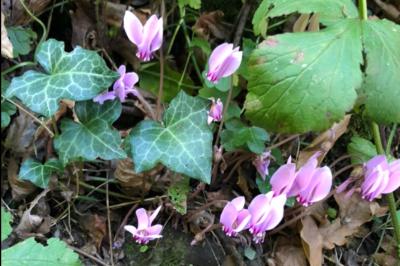 <i>Cyclamen</i>