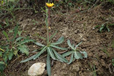 <i>Sonchus maritimus</i>