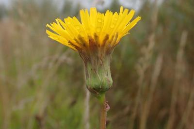 <i>Sonchus maritimus</i>