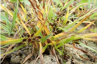 <i>Cyperus fuscus</i>