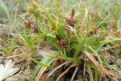 <i>Carex viridula</i>