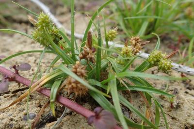 <i>Carex viridula</i>