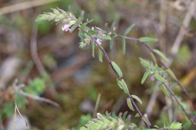 <i>Odontites vernus</i>
