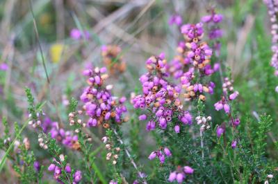<i>Erica cinerea</i>