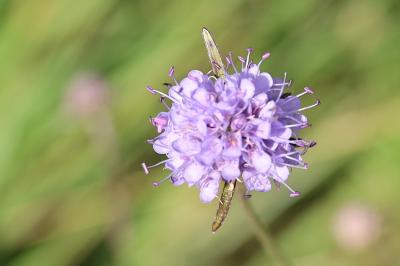 <i>Succisa pratensis</i>