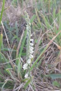 <i>Spiranthes spiralis</i>