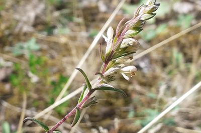<i>Odontites jaubertianus</i>