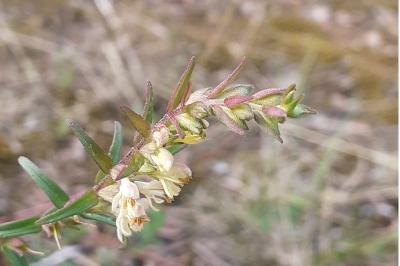 <i>Odontites jaubertianus</i>