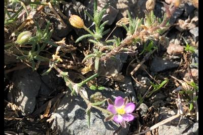 <i>Spergularia rubra</i>