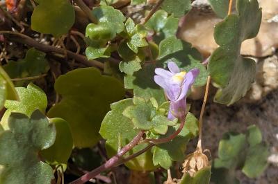 <i>Cymbalaria muralis</i>