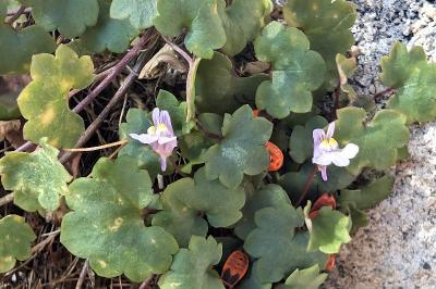 <i>Cymbalaria muralis</i>
