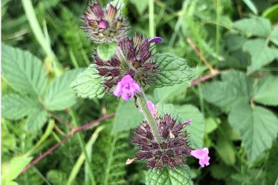 <i>Clinopodium vulgare</i>