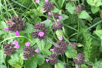 <i>Clinopodium vulgare</i>