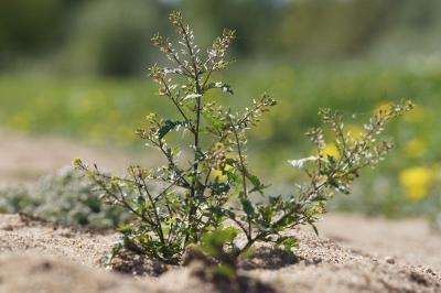 <i>Rorippa palustris</i>