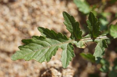 <i>Rorippa palustris</i>